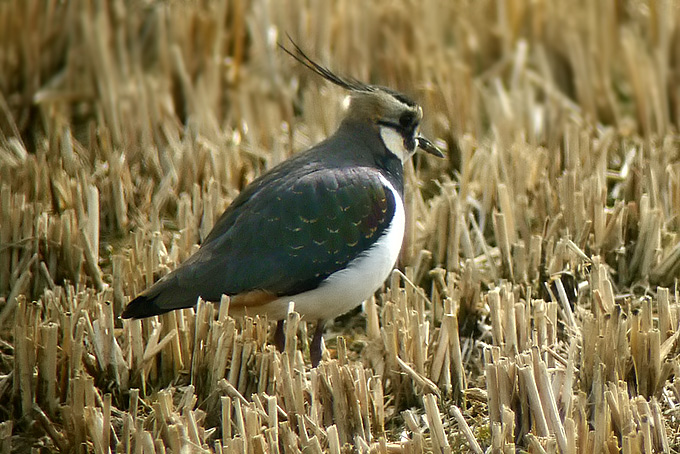 Northern Lapwing