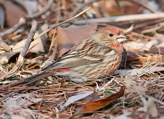 Pallas's Rosefinch