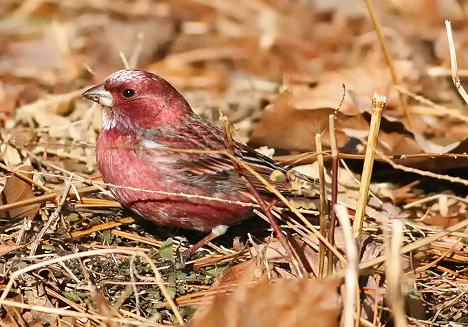 Pallas's Rosefinch