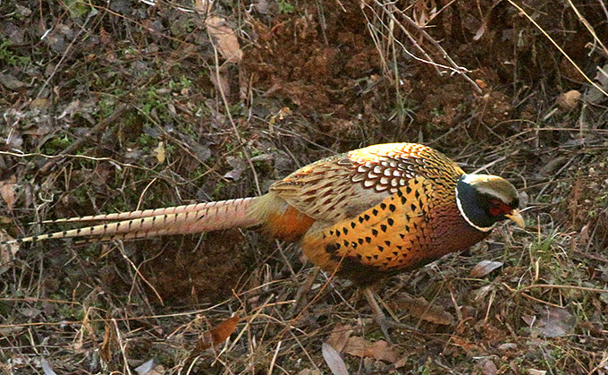 Ring-necked Pheasant