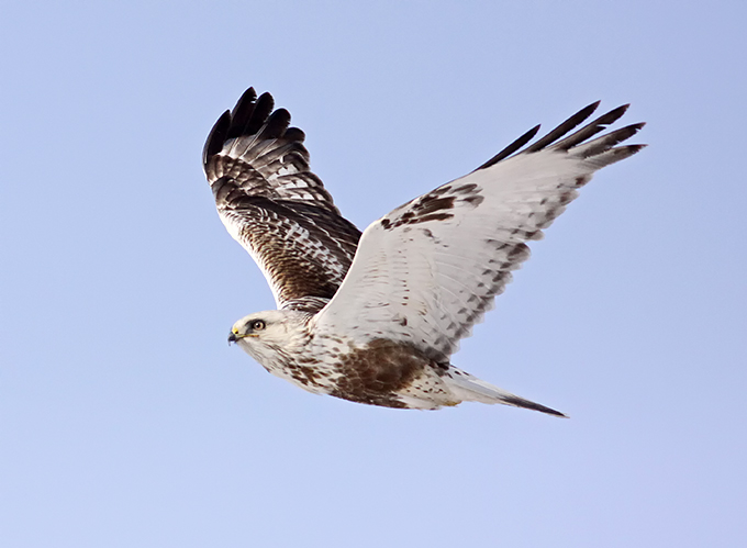 Rough-legged Buzzard