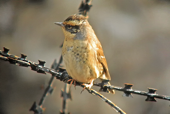 Siberian Accentor