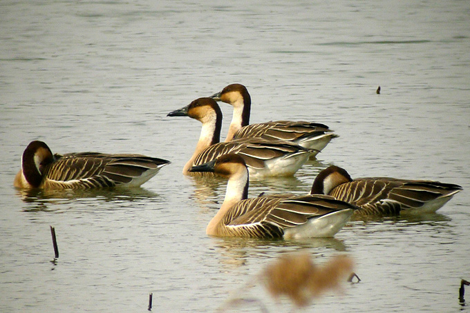 Swan Goose