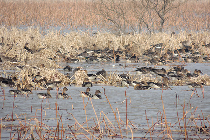 Taiga Bean Goose