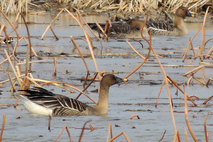Taiga Bean Goose