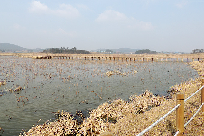 Usop Swamp Boardwalk