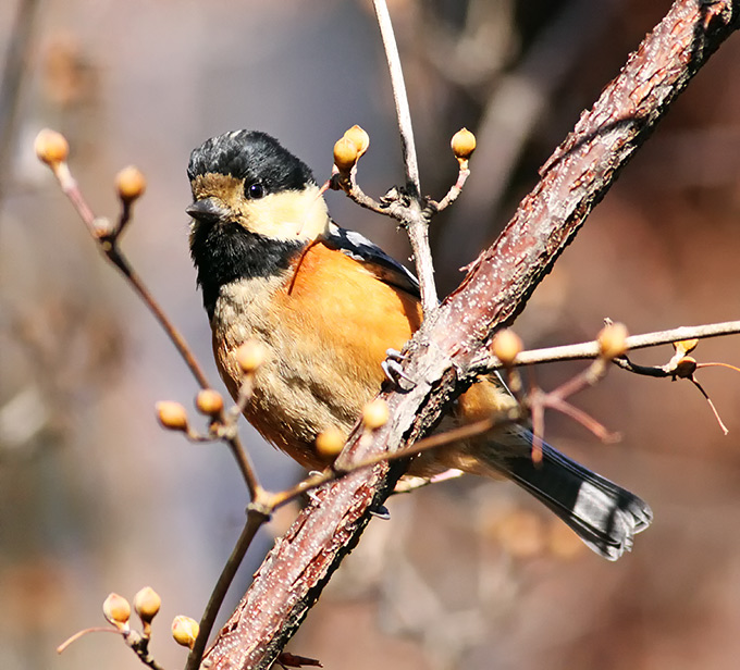 Varied Tit