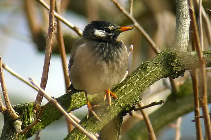 White-cheeked Starling