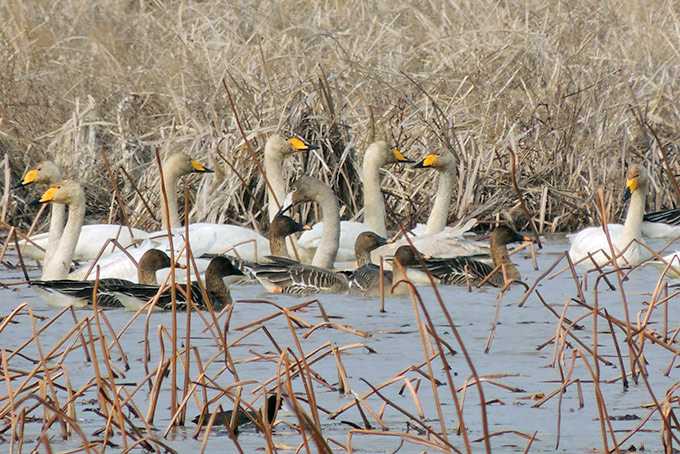 Whooper Swan & Taiga Bean Goose