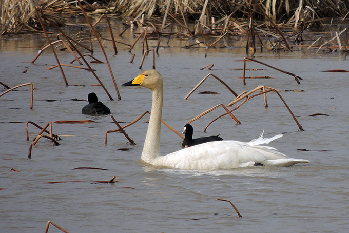 Whooper Swan