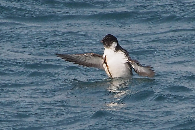Ancient Murrelet