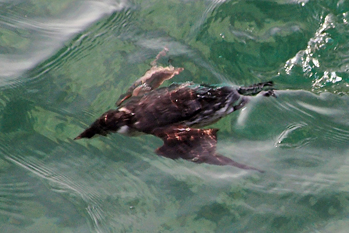 Ancient Murrelet