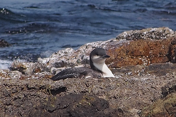 Arctic Loon