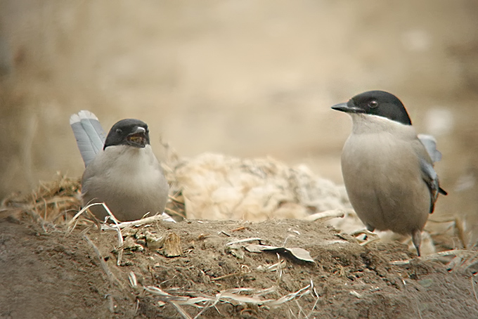 Azure winged Magpie