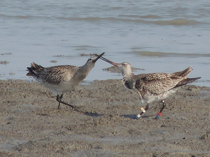 Bar-tailed Godwit