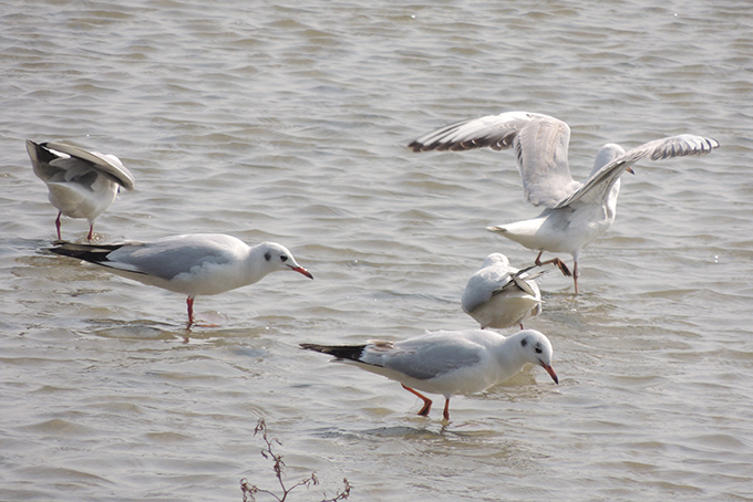 Black-headed Gull