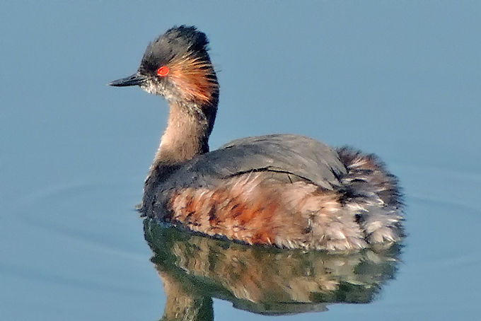 Black-necked Grebe
