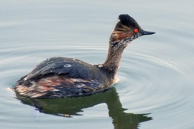 Black-necked Grebe