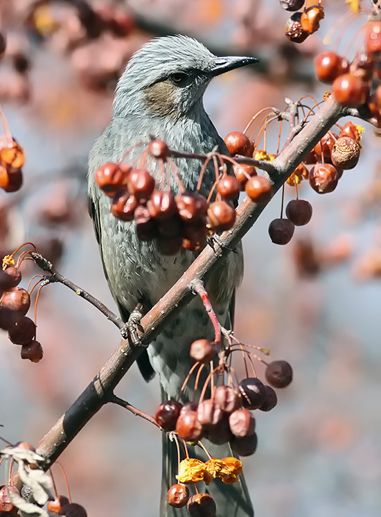 Brown-eared Bulbul
