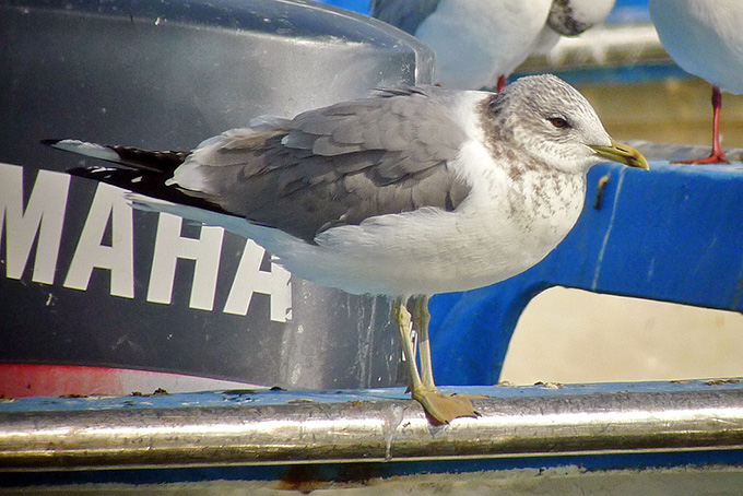 Mew (or Common) Gull