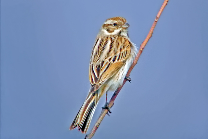 Common Reed Bunting