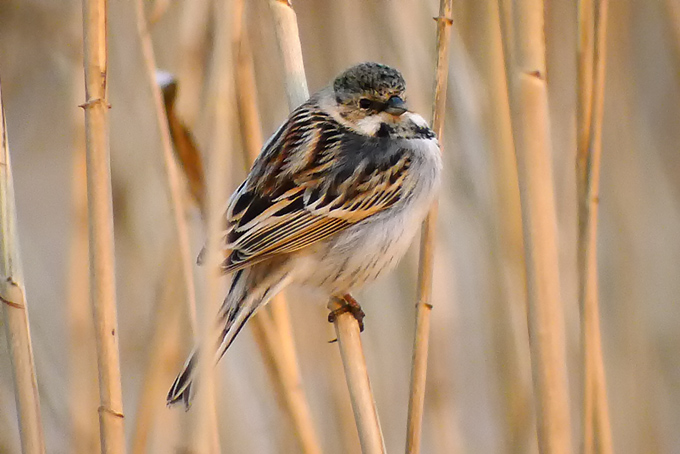 Common Reed Bunting