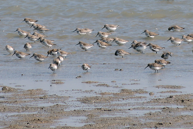 Dunlin