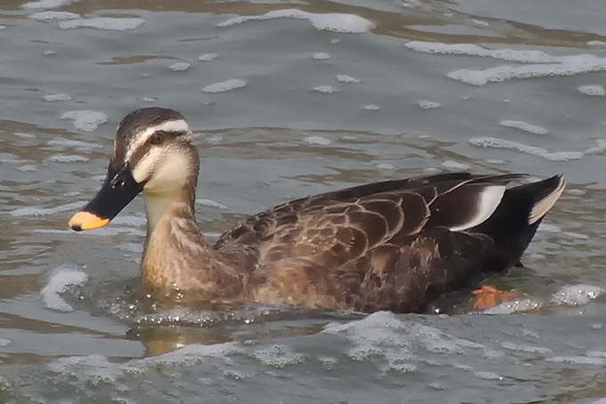 Eastern Spot-billed Duck