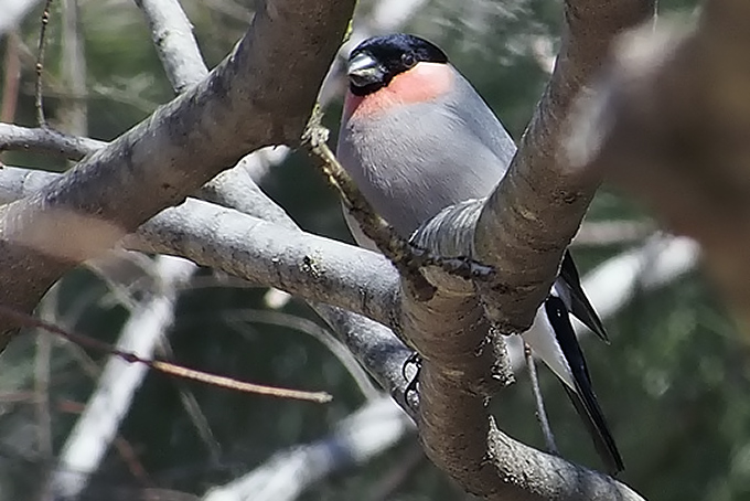 Eurasian Bullfinch