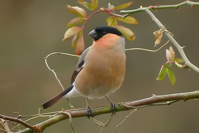Eurasian Bullfinch