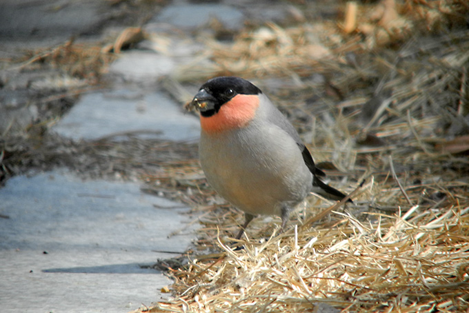 Eurasian Bullfinch