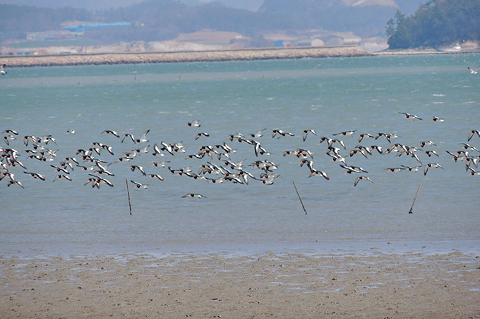 Eurasian Oystercatcher