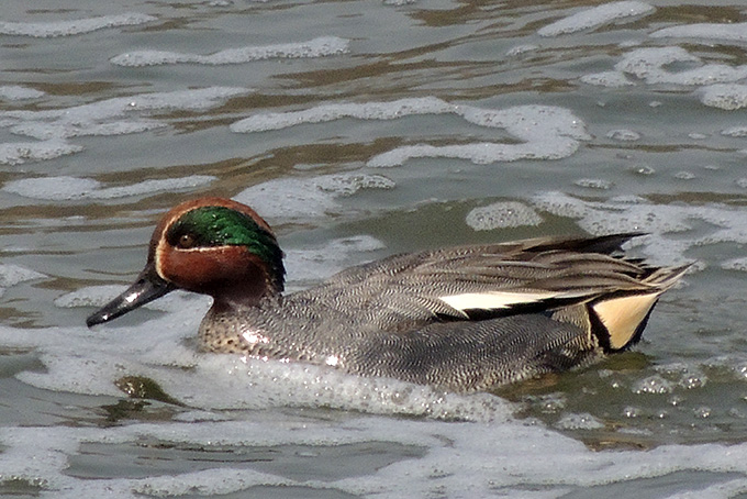 Eurasian Teal