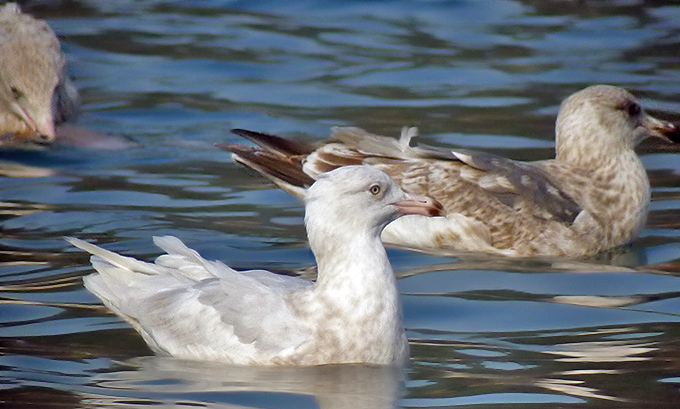 Glaucous Gull