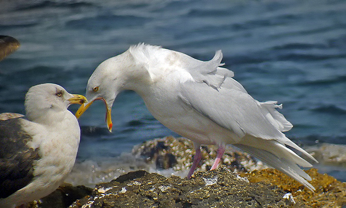 Slaty-backed Gull and Glaucous Gull