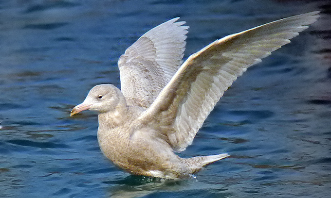 Glaucous Gull