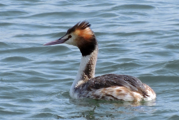 Great Crested Grebe