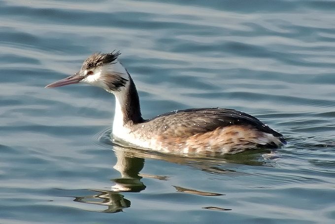 Great Crested Grebe