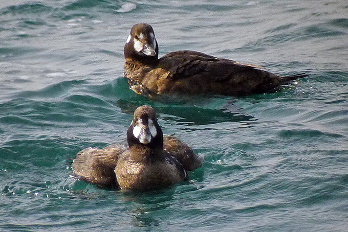 Harlequin Duck