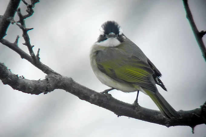 Light-vented Bulbul
