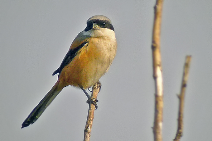 Long-tailed Shrike