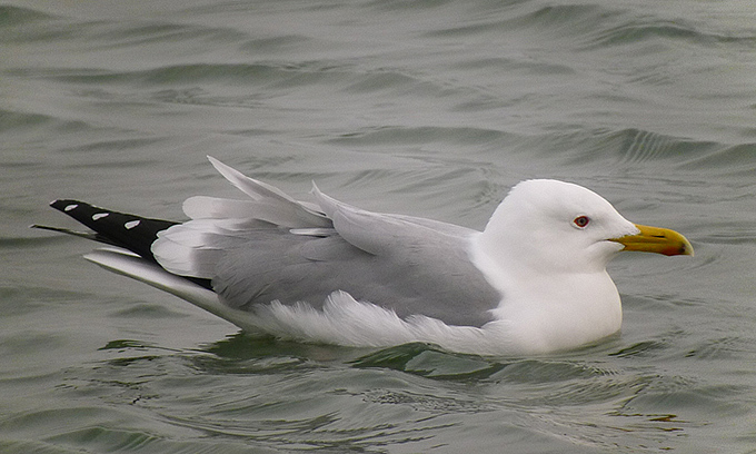Mongolian Gull