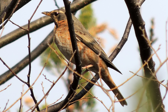 Naumann's Thrush