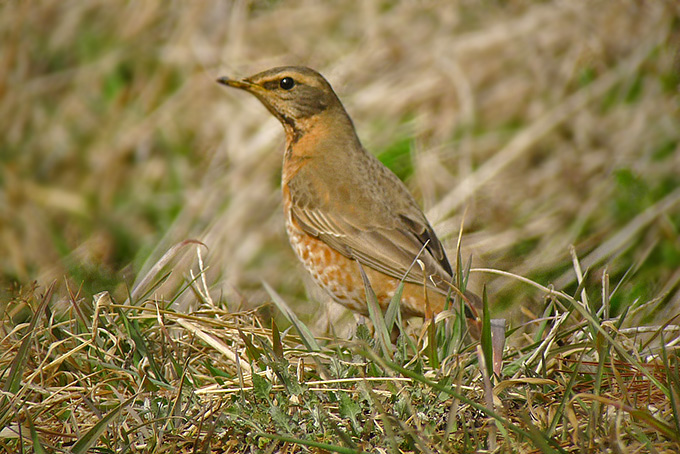 Naumann’s Thrush