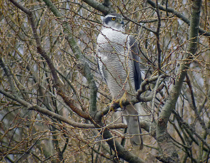 Northern Goshawk