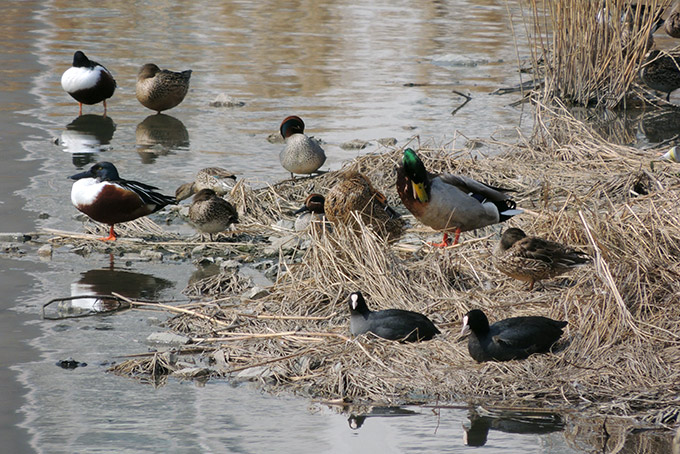 Birds in P4