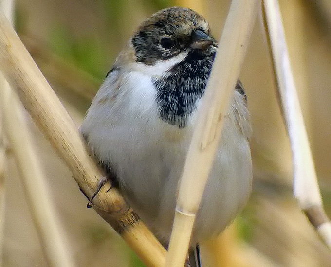 Pallas’s Reed Bunting