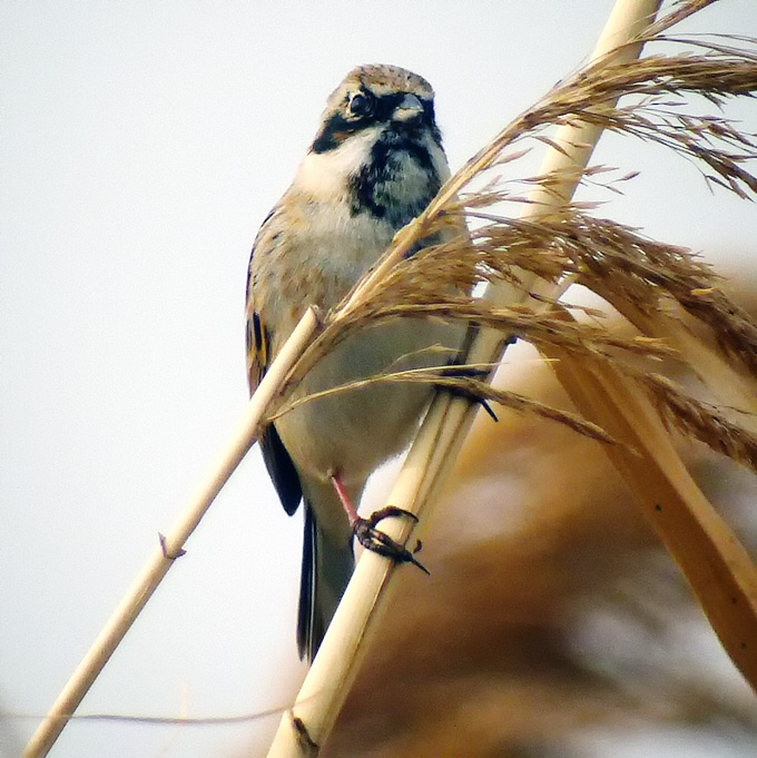 Pallas’s Reed Bunting