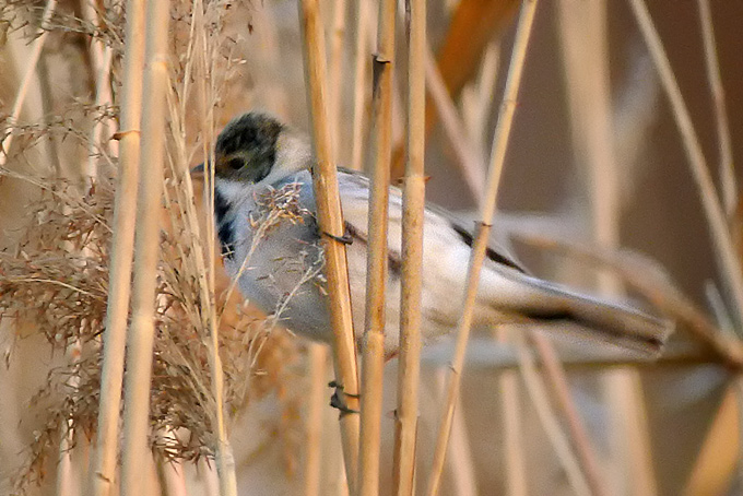 Pallas’s Reed Bunting