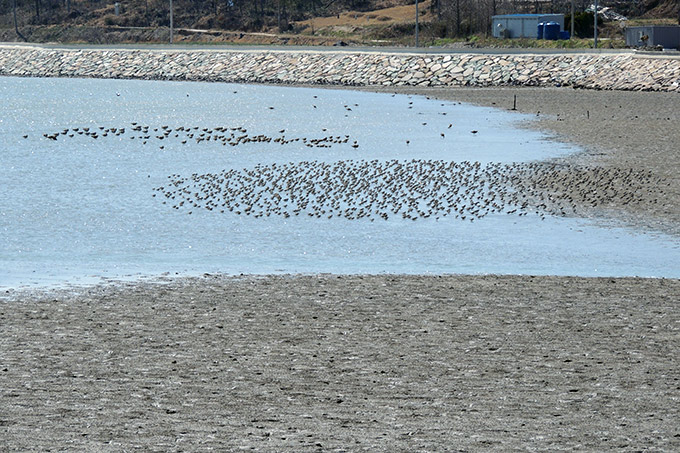Shorebirds